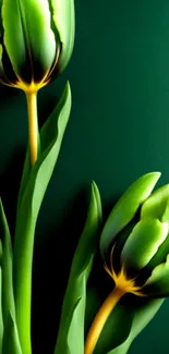 Elegant green tulips on a dark background wallpaper.