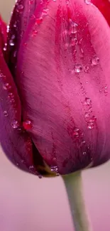 Close-up of a vibrant pink tulip with dewdrops.