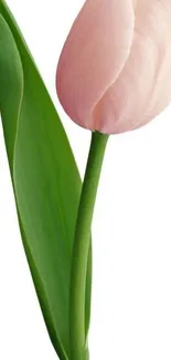 Soft pink tulip with green leaves on white background.