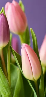 A cluster of pink and purple tulips on a phone wallpaper.