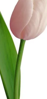 Elegant pink tulip on white background with 'Good morning' text.