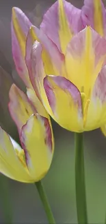 Vibrant yellow and pink tulips close-up.