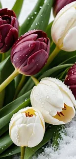 Red and white tulips nestled in snow.
