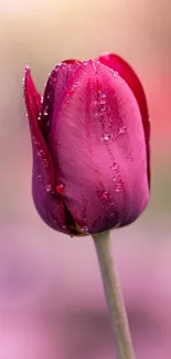 Close-up of a pink tulip with dew drops on petals.