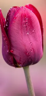 Close-up of a pink tulip with water droplets.