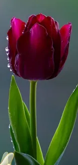 Deep red tulip with dew against a blurred green background.