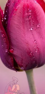 Purple tulip with raindrops on mobile wallpaper.