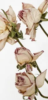 Vintage roses with beige petals against a white background.