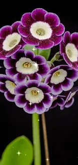 Close-up of violet flowers against a black background as mobile wallpaper.