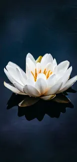 Serene mobile wallpaper featuring a beautiful white water lily on dark water.