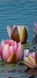 Pink water lilies bloom on calm blue waters.