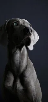 Weimaraner dog with blue eyes on dark background mobile wallpaper.