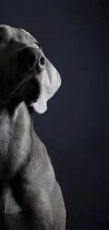 Moody Weimaraner dog with a dark background.