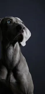 Elegant Weimaraner dog in a dark setting, perfect phone wallpaper.