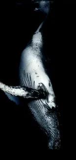 Elegant whale swimming gracefully in dark ocean waters.