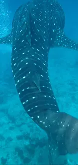 Whale shark in clear blue ocean water, showcasing elegant marine life.