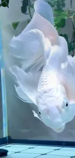 Elegant white fish gracefully swimming in an aquarium.