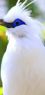 Elegant white bird with blue eyes on a vibrant green backdrop.