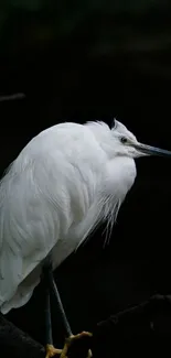 Elegant white bird perched on a branch against a dark green background.