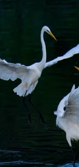 Two white birds in flight over dark waters, showcasing elegance and nature.