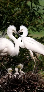 Elegant white herons nesting in lush greenery with serene background.