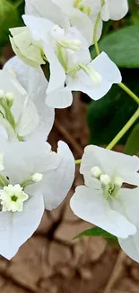 Close-up of white flowers with green leaves.