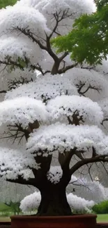 A beautiful white blossoming tree with green surrounding foliage.