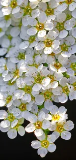 White blossoms cascading on a dark background.