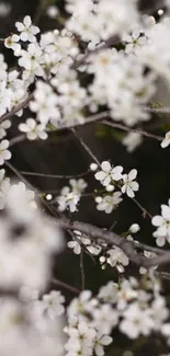 Mobile wallpaper featuring white blossoms on delicate branches.