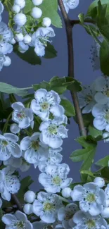 Close-up of white blossoms against a blue-gray background.