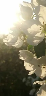 Elegant white blossoms in sunlight create a serene mobile wallpaper.