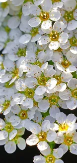 Close-up of delicate white blossoms with green centers on a mobile wallpaper.