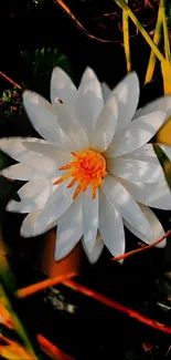 White lotus flower with a vibrant center in natural surroundings.