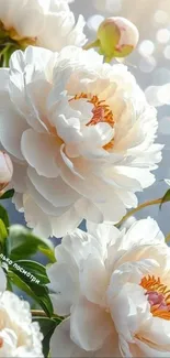 Elegant white flowers with green stems and a soft bokeh background.