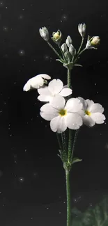 Elegant white blossoms on black background mobile wallpaper.