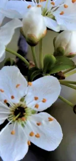 White blossom and buds on a branch, elegant nature wallpaper.