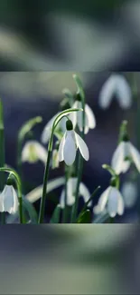 White blossoms swaying gracefully in natural setting