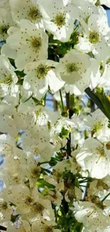 Elegant white blossoms against a clear blue sky.