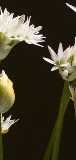 Elegant white blossoms with a black background.