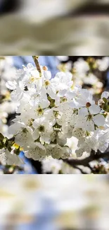 Close-up of white blossoms against blurred blue and green background.