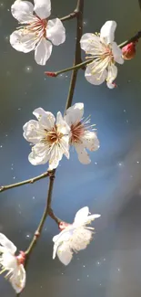 Delicate white blossoms on branches with a blurred background.