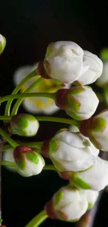 Close-up of white floral buds on dark background.