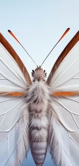 Elegant white butterfly with detailed wings on a soothing background.