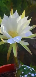 Vibrant white cactus flower blooming in garden.