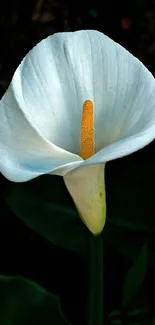 White Calla Lily with yellow center on dark background.