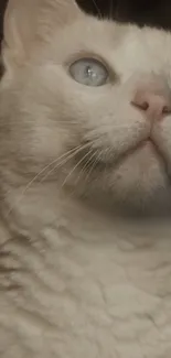 Close-up of a white cat with blue eyes, elegant and serene.