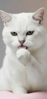 White cat licking paw in elegant pose.