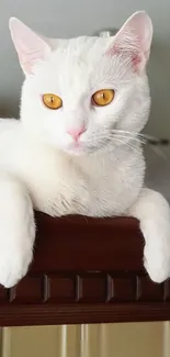 Elegant white cat with yellow eyes resting gracefully.