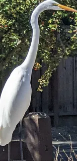 Elegant white crane standing gracefully amidst greenery.