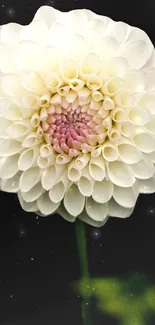 White dahlia flower against dark background, elegant and serene.